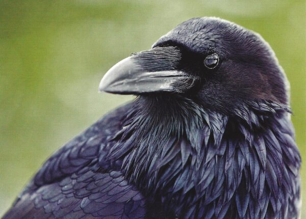 FN322 Raven Notecard