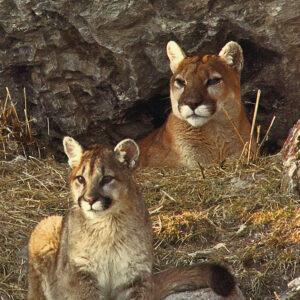FN324 Mountain Lion Notecard