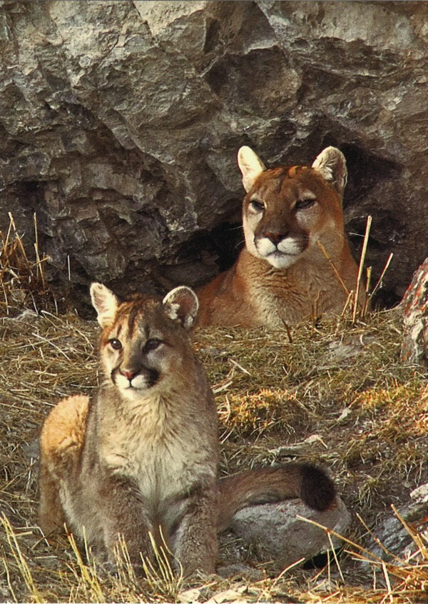 FN324 Mountain Lion Notecard