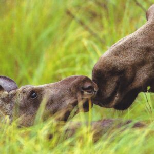 FN328 Moose Cow and Calf Notecard