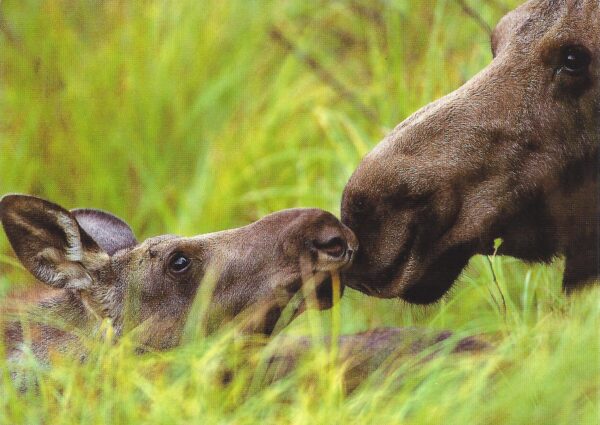 FN328 Moose Cow and Calf Notecard