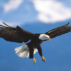 FN335 Bald Eagle in Flight Notecard