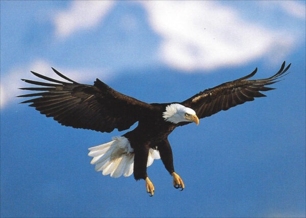 FN335 Bald Eagle in Flight Notecard