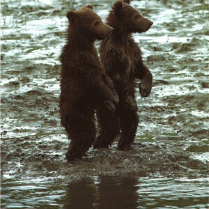 FN337 Looking For Trouble Notecard Temporarily Out of Stock
