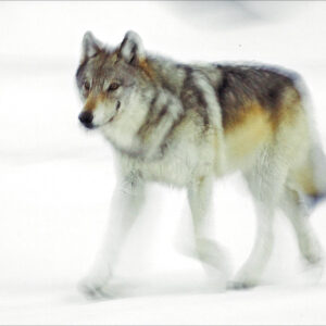 FN338 Gray Wolf Notecard