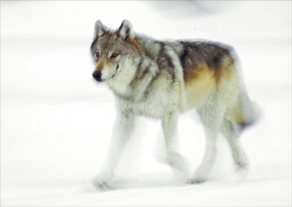 FN338 Gray Wolf Notecard