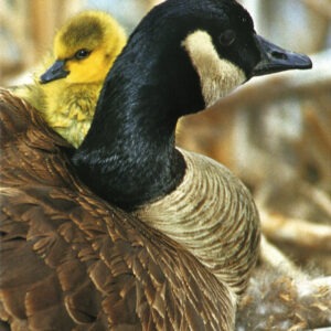 FN342 Canada Goose and Gosling Notecard