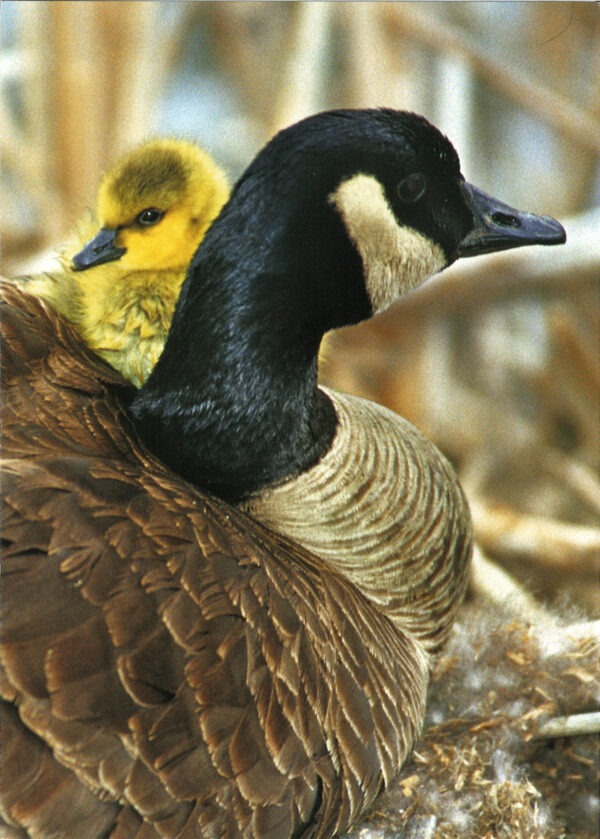 FN342 Canada Goose and Gosling Notecard