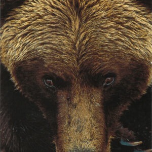 FN344 Grizzly Bear Notecard