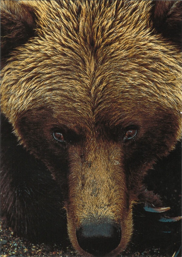 FN344 Grizzly Bear Notecard