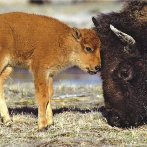 FN348 Bison and Calf Notecard