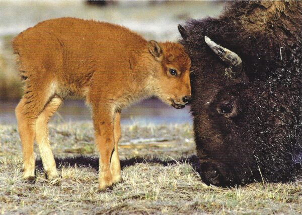 FN348 Bison and Calf Notecard