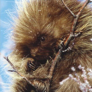 FN355 Porcupine Notecard