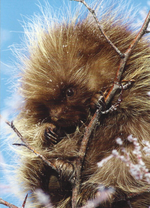 FN355 Porcupine Notecard