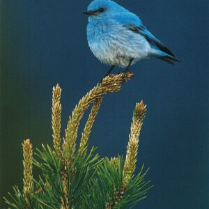 FN367 Mountain Bluebird Notecard