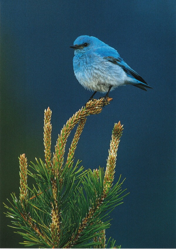 FN367 Mountain Bluebird Notecard