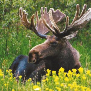 FN375 Bull Moose in Velvet Notecard