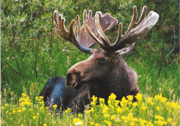 FN375 Bull Moose in Velvet Notecard