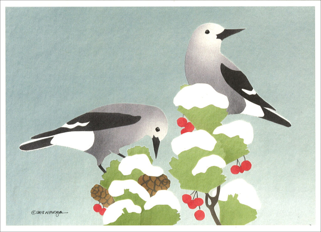 HC1001 Clark's Nutcrackers