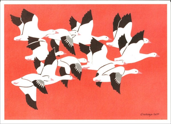 HC1023 Snow Geese