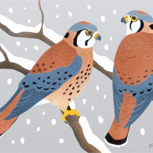 HC209 American Kestrels Holiday Card