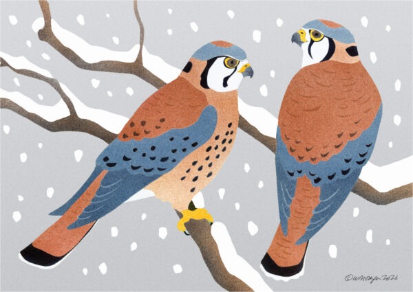 HC209 American Kestrels Holiday Card