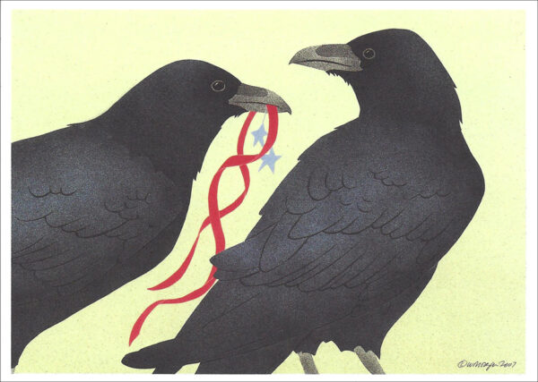 HC259 Common Ravens