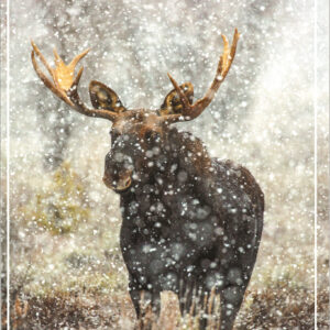 HC3007 Bull Moose