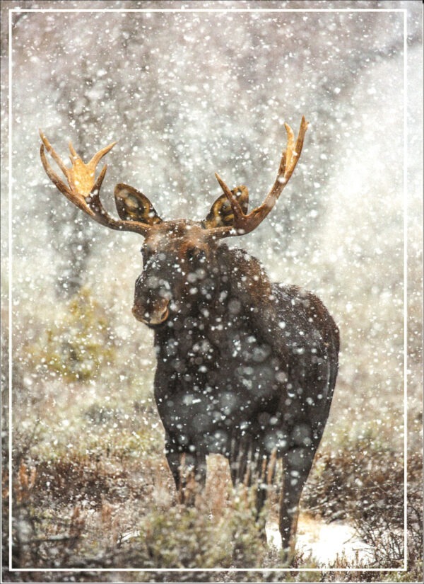 HC3007 Bull Moose