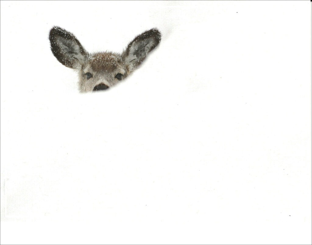 HC3014 Up to My Ears