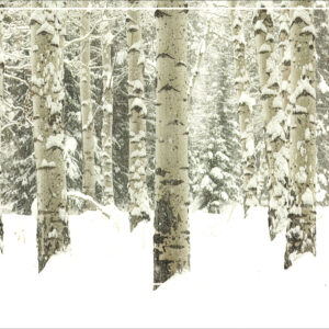 HC3015 Aspen Trees