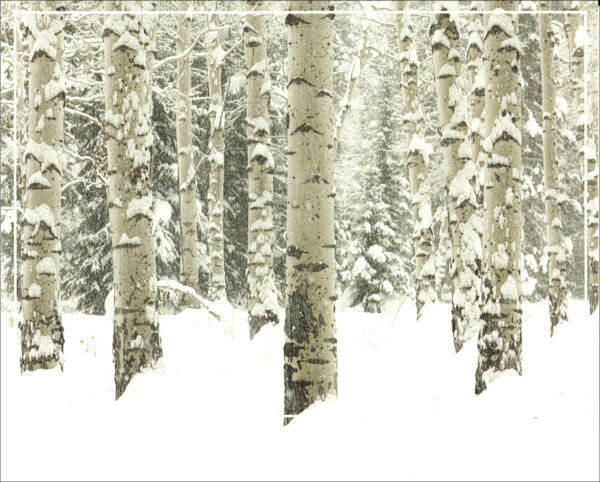 HC3015 Aspen Trees