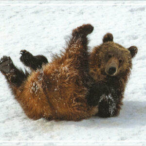 HC3016 Grizzly Bear