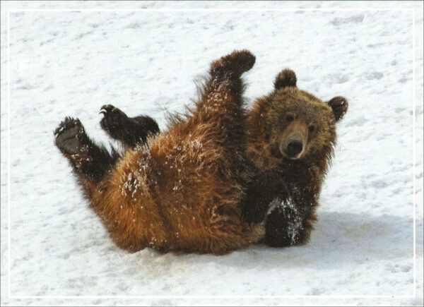 HC3016 Grizzly Bear