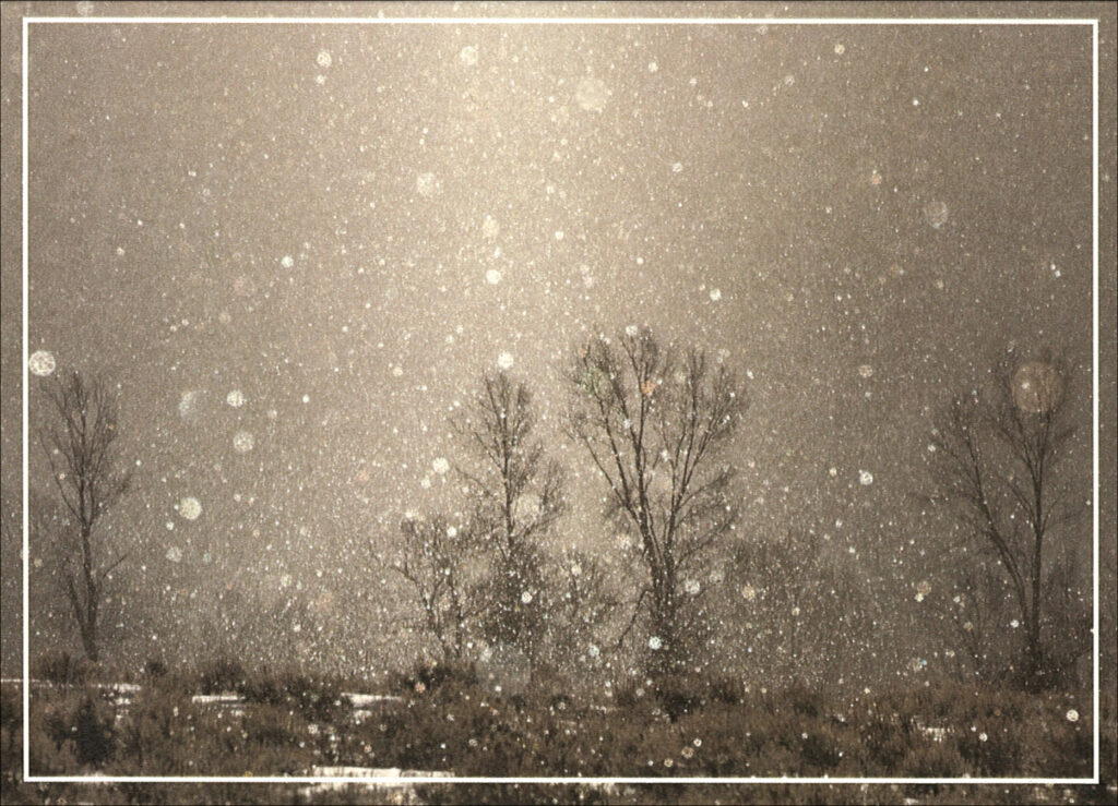 HC3018 Winter's Eve Cottonwoods