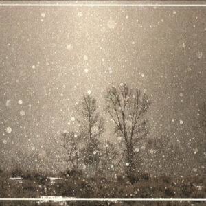HC3018 Winter's Eve Cottonwoods