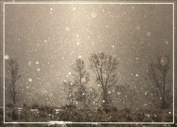 HC3018 Winter's Eve Cottonwoods