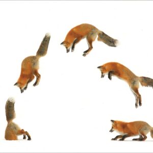 HC336 Red Fox