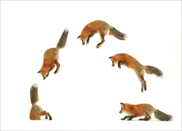 HC336 Red Fox