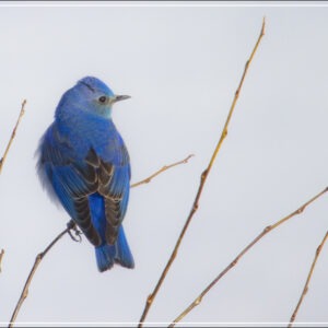 HC356 Blue Bird Day