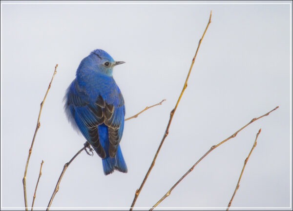 HC356 Blue Bird Day