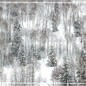HC362 A Light in The Forest