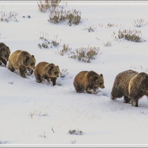 HC399Grizzly and Her Cubs