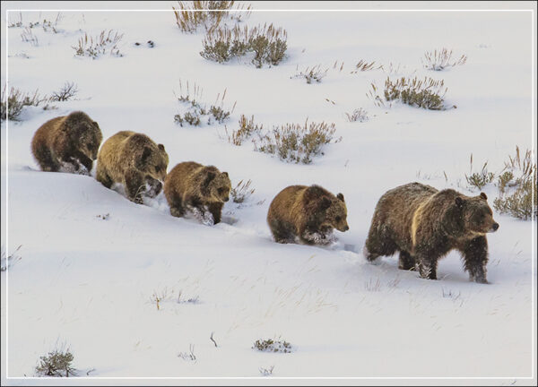 HC399Grizzly and Her Cubs