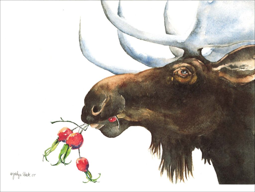 HC639 Moose and Rosehips