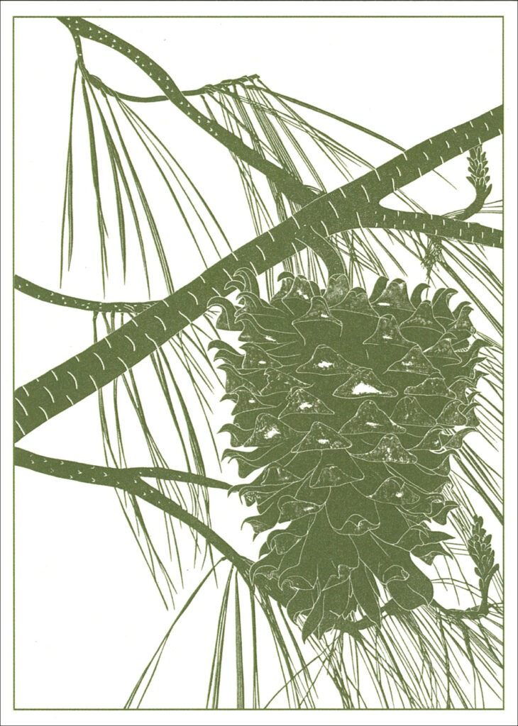 HC786 Henry's Pine Cone