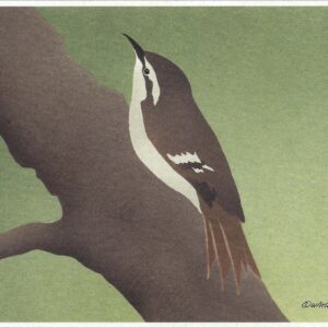NC034 Brown Creeper Notecard
