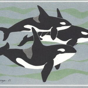 NC096 Killer Whales -Orcas Notecard