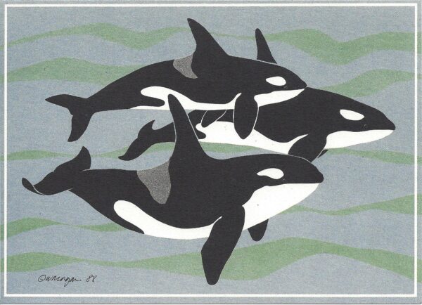 NC096 Killer Whales -Orcas Notecard