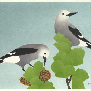 NC1001 Clark's Nutcrackers Notecard